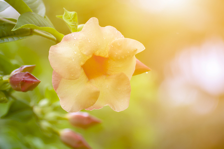 Allamanda, Common allamanda, Golden trumpet, Golden trumpet vine, Yellow bellの写真素材