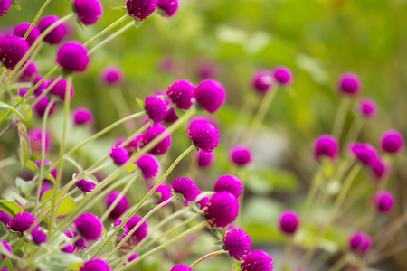 Pink Globe amaranth flower on naturel background.の写真素材