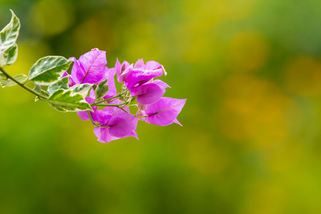 Purple bougainvillea or paper flower Select focus background.の写真素材