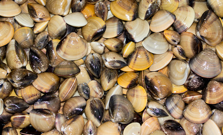 Group of Enamel venus shell background.の写真素材