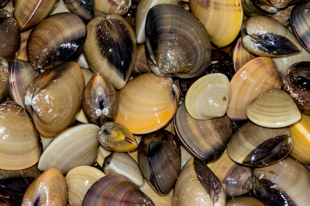 Group of Enamel venus shell background.の写真素材