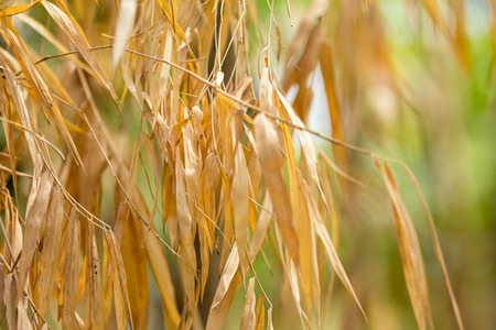 Brown Leaf of Bamboo backgroundの写真素材