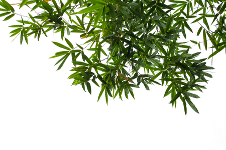 Leaf of Bamboo on white sky backgroundの写真素材