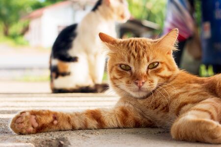 Cat lying on the floor background.の写真素材