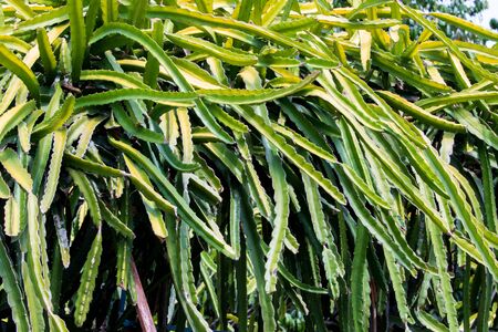Dragon fruit plant in garden at daytime.の写真素材