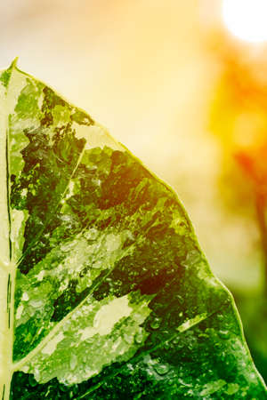 Green grass flowers on a natural background.の写真素材