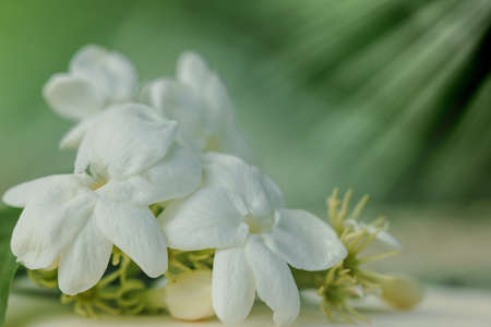 Green grass flowers on a natural background.の写真素材