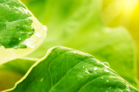 Green grass flowers on a natural background.の写真素材
