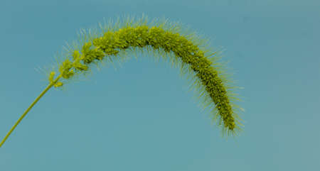 Green grass flowers on a natural background.の写真素材