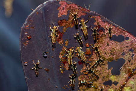soft focus Green and white leaves, and sun rays in the evening.の写真素材