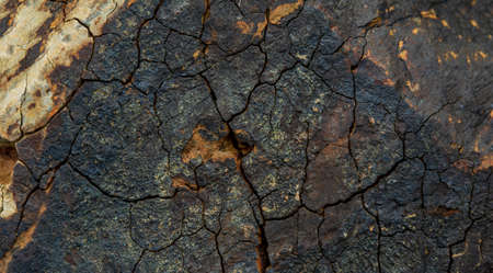 soft focus Green and white leaves, and sun rays in the evening.の写真素材