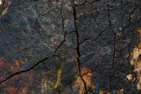 soft focus Green and white leaves, and sun rays in the evening.の写真素材