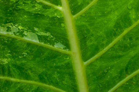 soft focus Green and white leaves, and sun rays in the evening.の写真素材