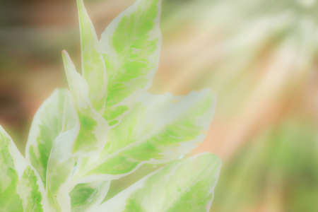 soft focus Green and white leaves, and sun rays in the evening.の写真素材