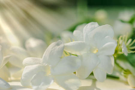 soft focus Green and white leaves, and sun rays in the evening.の写真素材