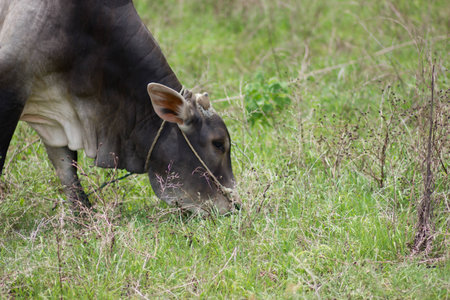 Cow grazing on a green meadowの写真素材