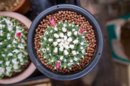 Cactus in a pot black.の写真素材