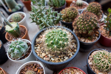 Cactus in a pot black.の写真素材