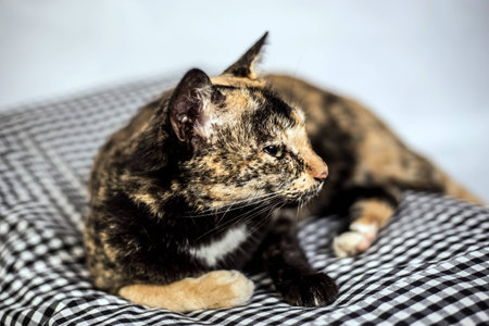 cat poses for the camera, Thailand, South East Asiaの写真素材