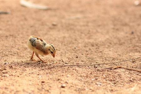 chicken eating corn in the countrysideの写真素材