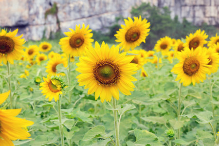 Beautiful Sunflower in the field at Phitsanulok Thailand.の写真素材
