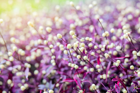 Cosmos flower bloom sweet colorful sunshine in gardenの写真素材