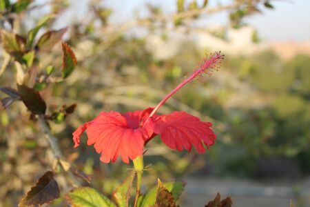 beautiful red flower in gardenの写真素材