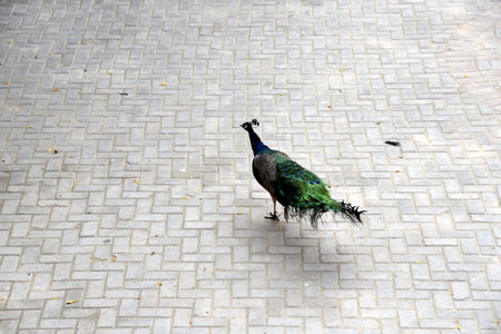 Peacock walking on the street. The peacock is a large and brightly colored bird.の写真素材