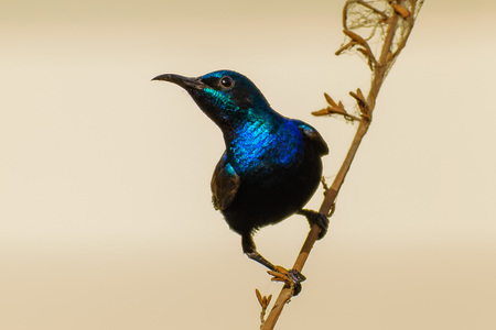 Natural Beautyの写真素材