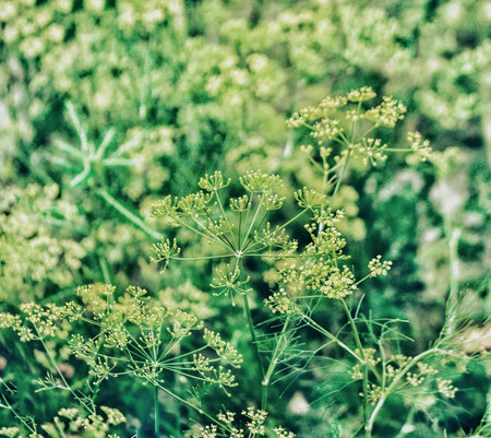 Flowers in a blossom season
