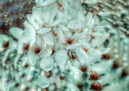 Flowers in a blossom seasonの素材