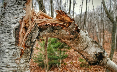 Broken treeの素材