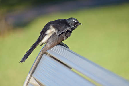 A cute willie wagtail bird perched on a benchの写真素材