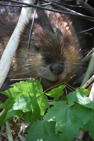 Larger brown rodent under treeの写真素材