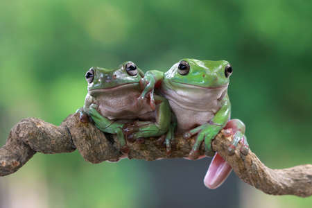 white tree frog branch three dumpy frog branchの写真素材