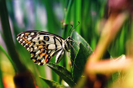 Beautiful butterfly green leaves