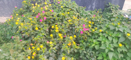 Beautiful flowers in the garden. Beautiful background of flowers in the garden.の写真素材