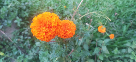 Orange marigold flowers blooming in the garden. Selective focus. nature.の写真素材