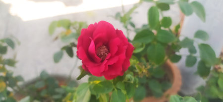 Beautiful red rose blooming in the garden. Nature background.の写真素材