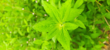 Close up view of green mint leaves on blurred background. Natural background.