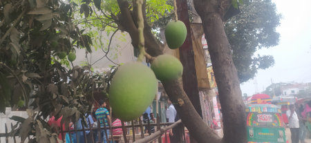Mango fruit hanging on the tree in the street of Mumbai, Indiaの写真素材