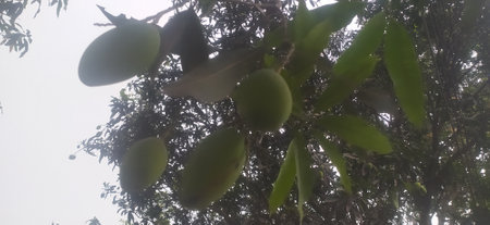 Green mango fruit on the tree in the garden with blurred background.の写真素材