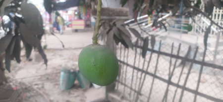 blur image of coconut fruit hanging on the tree in the gardenの写真素材