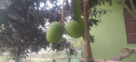 Mango fruit on tree in the garden. Green mango fruit on tree.の写真素材