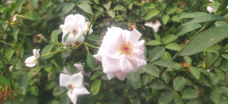 Roses in the garden, Roses are beautiful with a beautiful sunny day.の写真素材