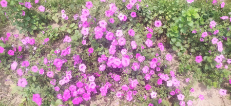 Beautiful pink petunia flowers in the garden, top view.の写真素材