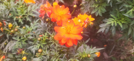 Beautiful orange cosmos flowers blooming in the garden. Natural floral background.の写真素材