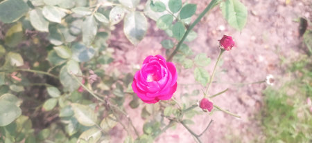 Roses in the garden, Roses are beautiful with a beautiful sunny day.の写真素材