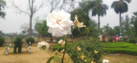 Blurred image of white rose in the garden with blur background.の写真素材