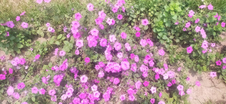 Beautiful pink flowers in the garden. Nature background. Top view.の写真素材